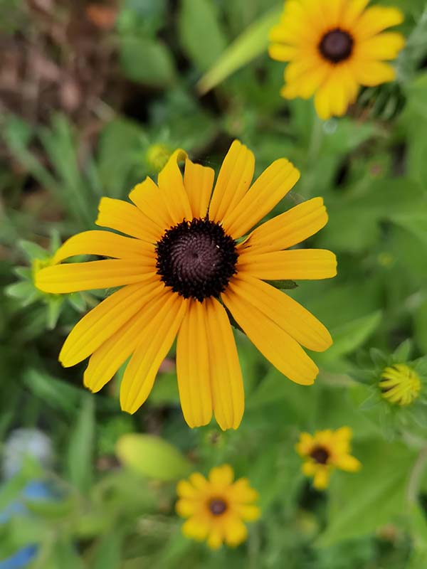Rudbeckia fulgida